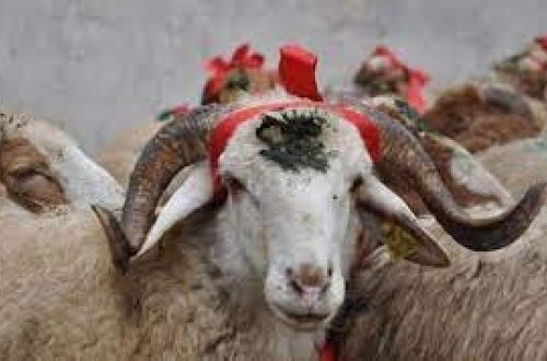 QMİ Qurban bayramı ilə bağlı fətva verib