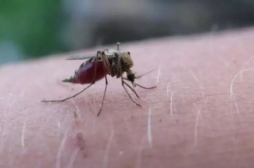 Beliz 70 illik səydən sonra ÜST tərəfindən malyariyadan azad sertifikat aldı