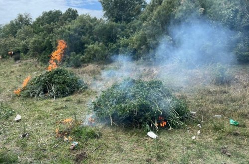 Neftçalada yabanı halda bitmiş 12 ton çətənə kolu məhv edilib