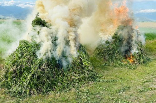 Şəkidə 12 ton narkotik tərkibli bitki məhv edilib