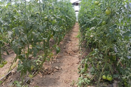 İstixana üçün nəzərdə tutulmuş yeni pomidor hibridlərinin sınaq əkininə başlanıb