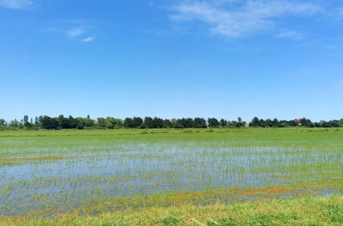 Pakistandan Azərbaycana yeni gətirilmiş çəltik sortları açıq sahələrə köçürülüb