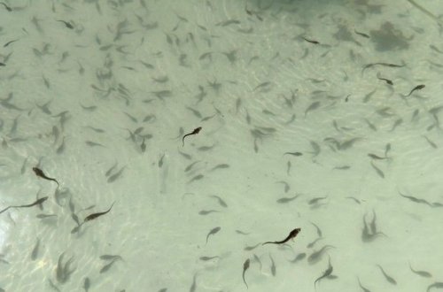 Kür çayına növbəti dəfə balıq körpələri buraxılıb - FOTO