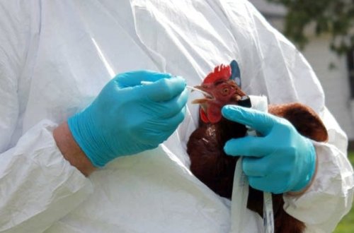 Cənubi Afrikada yüksək patogenli quş qripi aşkar edilib