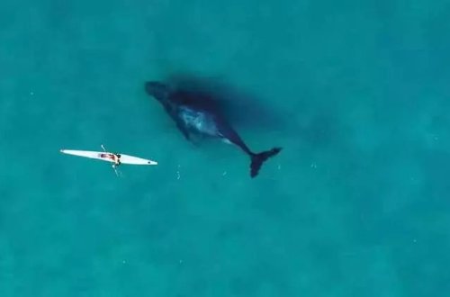 Avstraliyanın məşhur Bondi çimərliyində balina kanoeçi ilə birlikdə üzüb