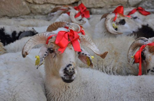 Azərbaycanda Qurban bayramı qeyd olunur