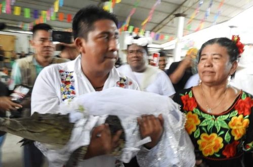 Meksika meri timsahla evlənib