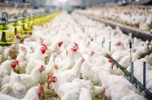 Danimarkanın regionlarından birindən Azərbaycana quş ətinin gətirilməsinə məhdudiyyət qoyulub