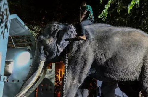 Tayland Buddist Məbədində işgəncəyə məruz qalan fili geri qaytarıb