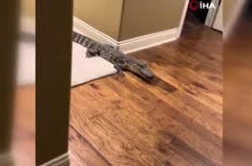 1,5 metrlik timsah evə girib