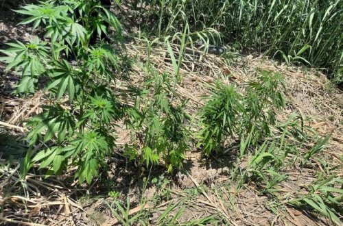 Naftalanda narkotik yetişdirən şəxs tutuldu - FOTO