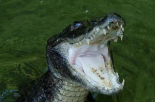 ABŞ-da dəhşətli hadisə: timsahın hücumuna məruz qalan qadın ölüb