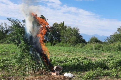 Balakəndə dörd tona yaxın narkotik tərkibli bitkilər məhv edilib
