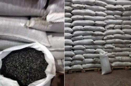 Rusiya şirkətinə Azərbaycana günəbaxan tumu ixrac etmək qadağan olundu