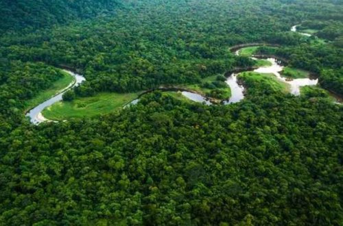 Braziliyada Amazonlarda meşələrin qırılması 2023-cü ildə üçdə bir azalıb