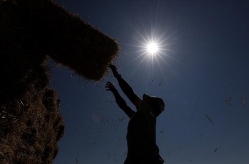 Təxminən 900 milyon fermer üçün istilik stresi xəbərdarlığı verilib