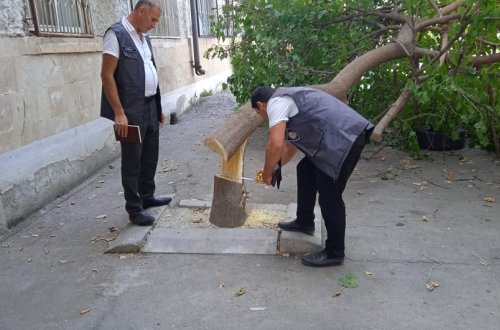 Göyçayda tut ağacını kəsən qadın cəzalandırılıb