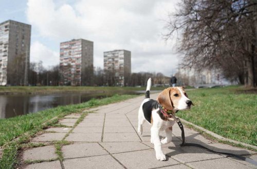 Rusiyada ev itlərini sərbəst gəzintiyə buraxmaq qadağan edildi