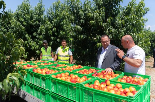 Nazir Məcnun Məmmədov Ağstafada təsərrüfatlara baş çəkib, Həzi Aslanov qəsəbəsinin sakinləri ilə görüşüb