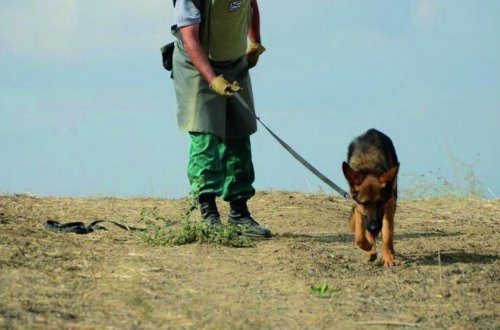 Azərbaycanda minaaxtaran itlərin idxalının gömrük rüsumundan azad edilməsi müddəti 2 il artırılıb