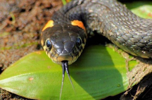 Qaxda su hovuzunu təmizləyən kişini ilan sancıb