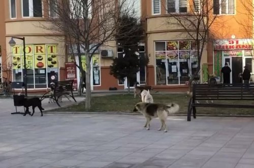 Sahibsiz itlər Masazır sakinləri üçün təhlükə yaradır - VİDEO