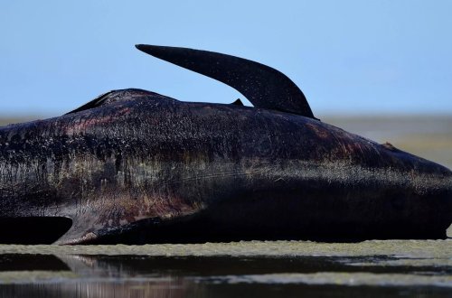 Şotlandiyanın qərbində 55 balina sahildə ölüb
