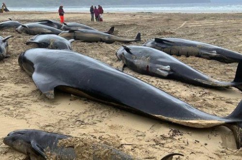 Şotlandiyanın qərbində 55 balina sahildə ölüb
