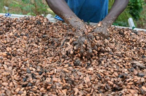 Dünyanın ən böyük kakao istehsalçısı ixracatını dayandırıb