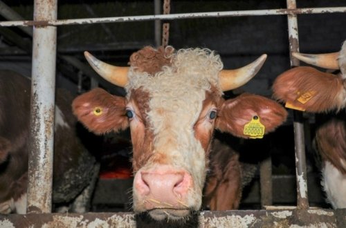 İribuynuzlu heyvan Astara sakinini vuraraq öldürüb