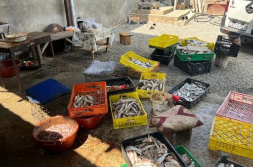 Şəmkirdə balıq emalı müəssisəsinin fəaliyyəti məhdudlaşdırılıb