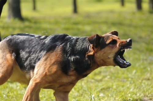 Gəncədə küçə itləri yaşlı qadına xəsarətlər yetirib