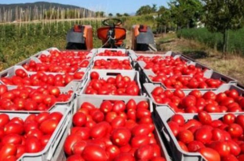 “AQTA yerli istehsala nəzarət edə bilmir” - Ekspert