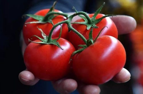 Rusiya Türkiyədən pomidor idxalı kvotasını artırır