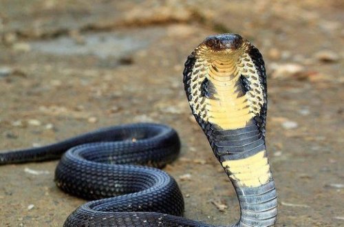 Hindistanda 32 yaşlı adam sevgilisi tərəfindən zəhərli kobradan istifadə edilərək öldürülüb