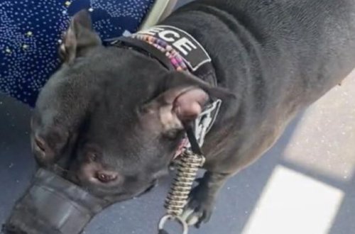 Pitbulla avtobusuna mindi, mübahisə düşdü