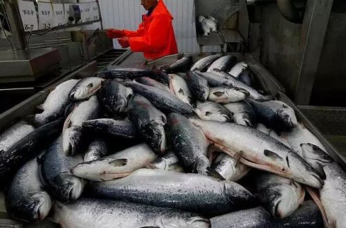 Rusiya Aİ, ABŞ və Norveçdən balıq və dəniz məhsullarının idxalını qadağan edib