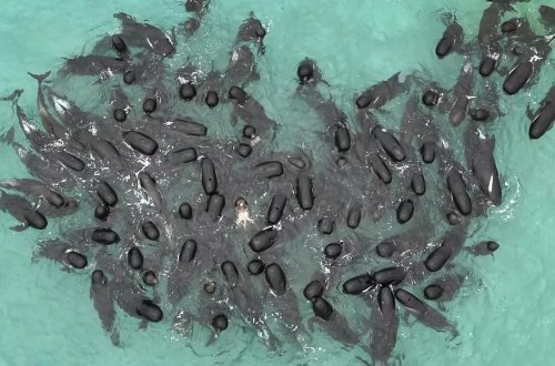 Avstraliyada könüllülər qapalı vəziyyətdə qalmış 45 balinanı xilas etməyə çalışırlar