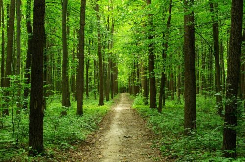 Qaxda meşədə itkin düşən şəxsin kimliyi məlum olub - YENİLƏNİB