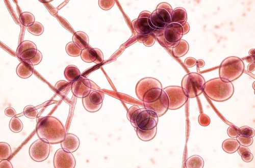 Dünyanı təhdid edən yeni kabus: Marburq virusu 