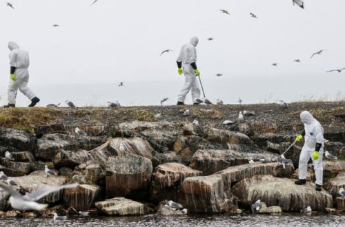 Finlandiya və Norveçdə quş qripi: Bəzi səyahətlərə məhdudiyyətlər qoyuldu