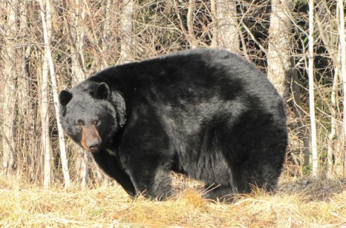 Rusiyada qorxulu anlar: Ayı çörək sexinə girdi - VİDEO