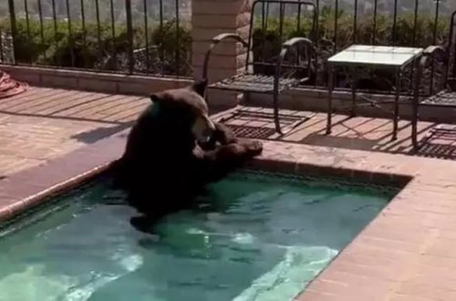 İstidən boğulan ayı cakuzidə sərinləyib