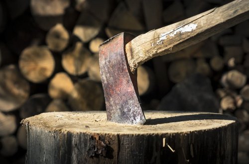 Lənkəranda ağacların qanunsuz kəsilməsi faktı ilə bağlı cinayət işi başlanıb