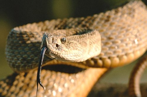 İlan evinə girmək istəyən şəxsi belə sancdı - VİDEO