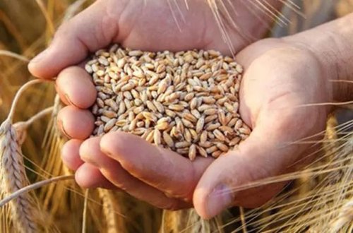 Ukrayna taxıl ixracı üçün Xorvatiya ilə razılaşdı