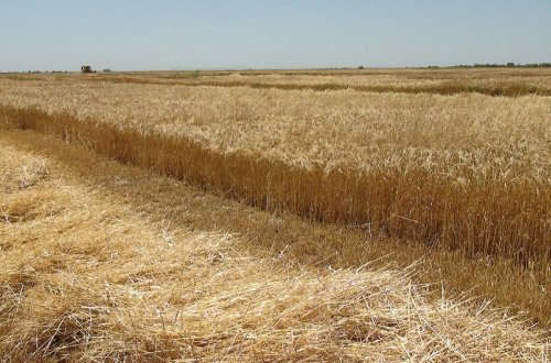 CAR “Taxıl sazişi”nin bərpası üçün Rusiyaya çağırış edib