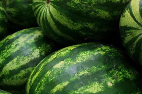 Rus alimləri Antarktidada qarpız yetişdiriblər