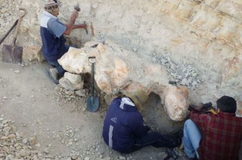 Yer kürəsinin ən ağırçəkili canlısının qalıqları tapılıb - FOTO