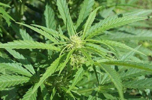 Ucarda çöllük ərazidə çətənə bitkiləri yetişdirən iki nəfər saxlanılıb